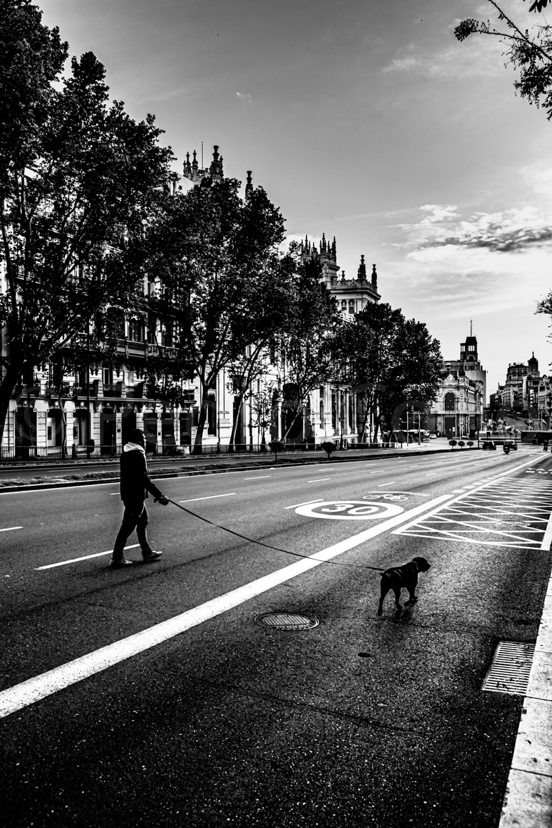 Imagen en blanco y negro de la calle de Alcalá completamente vacía salvo una persona paseando a un perro durante el confinamiento por el COVID19